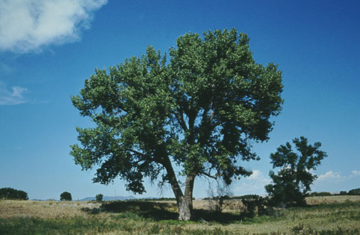 Cottonwood courtesy of Wyoming Travel & Tourism