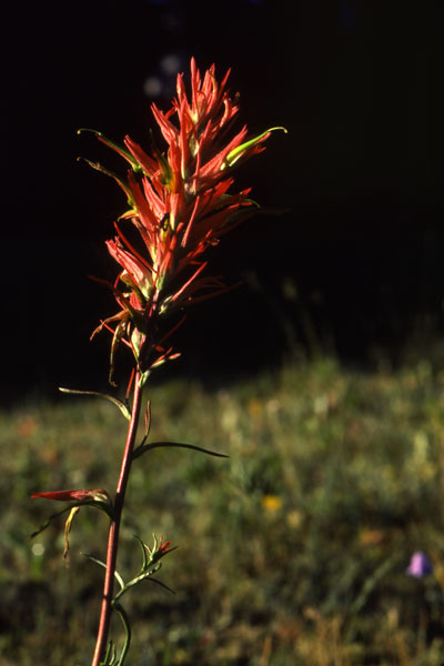 Indian Paintbrush courtesy of Wyoming Game & Fish Department