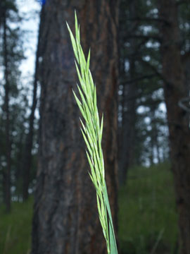 Western Wheatgrass