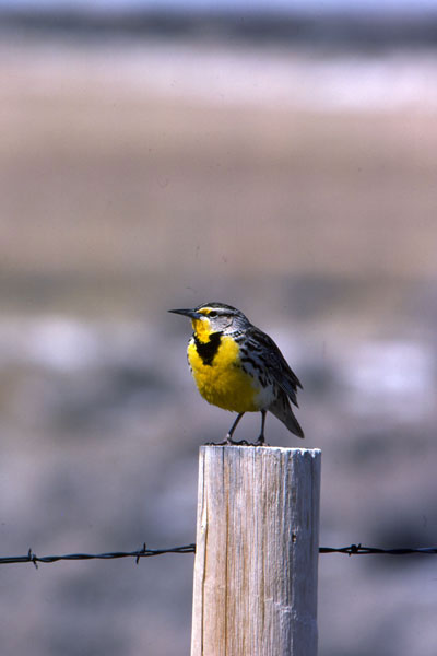 Meadowlark courtesy of Wyoming Game & Fish Department
